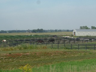 More Horses